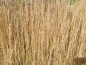 Preview: Calamagrostis x acutiflora "Karl Foerster" - (Garten-Reitgras "Karl Foerster"),